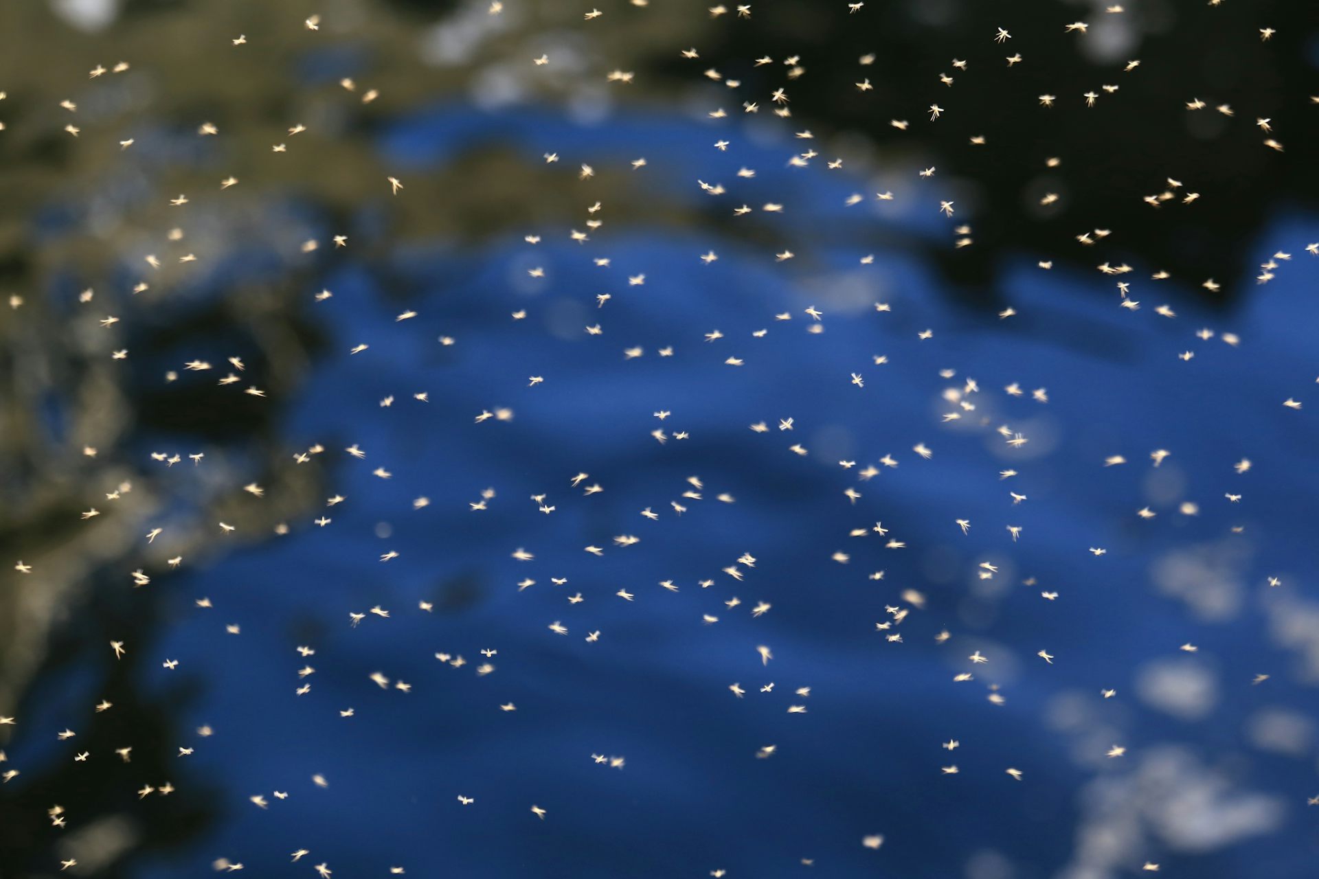 A cloud of mosquitoes above a pond.