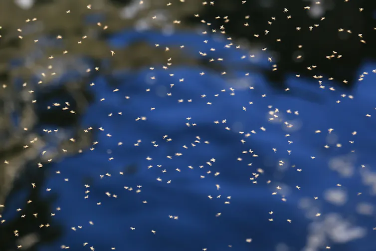 A cloud of mosquitoes above a pond.