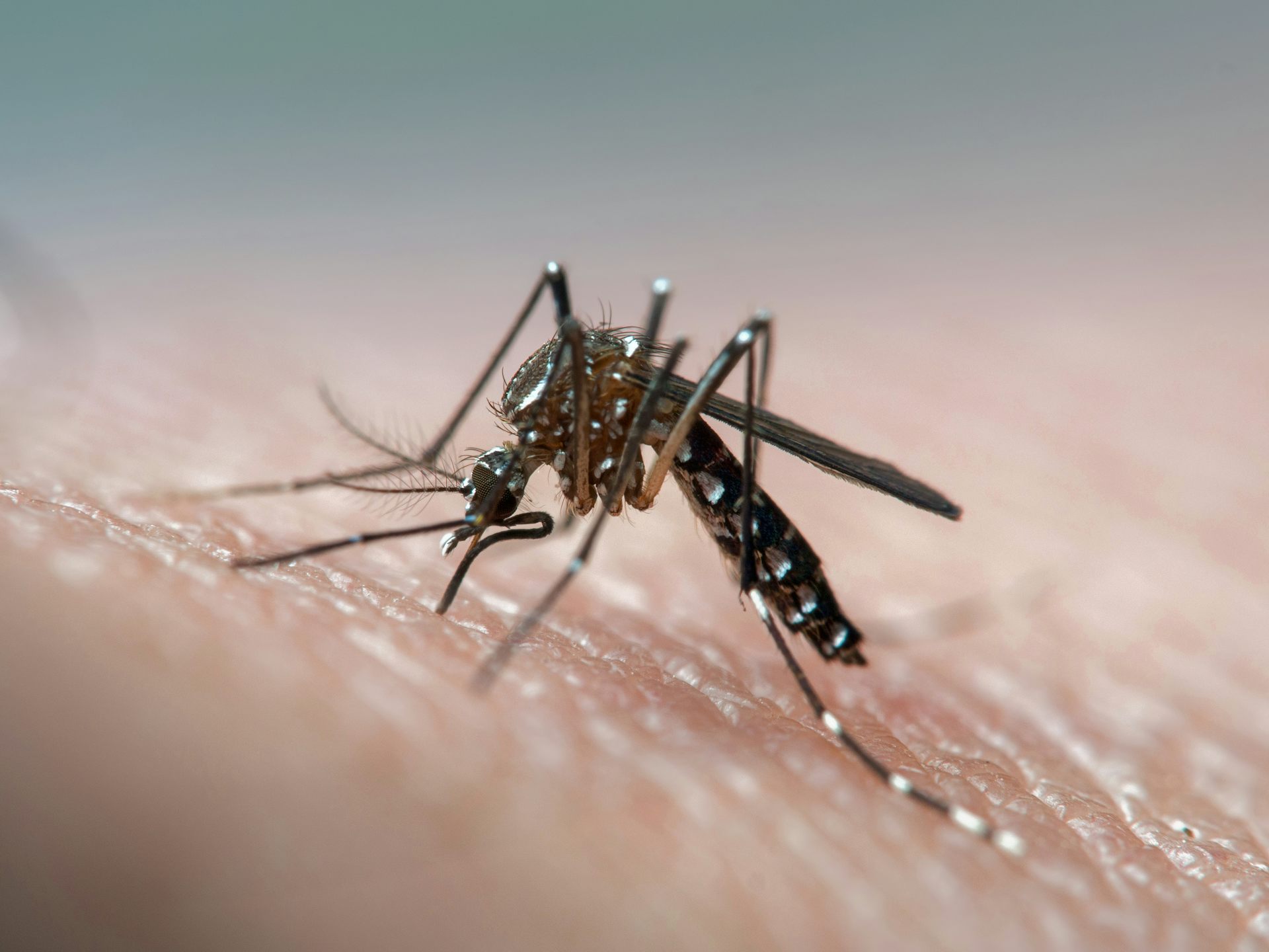 Google wants to release 16 million sterile mozzies. Our Australian tests offer a valuable lesson
