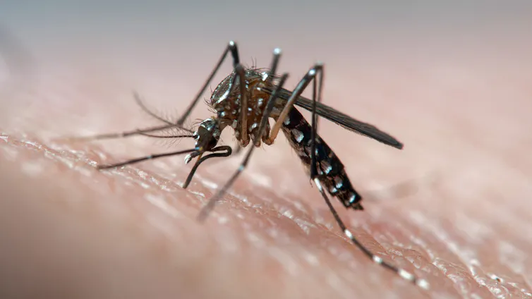 A mosquito bites into human skin.