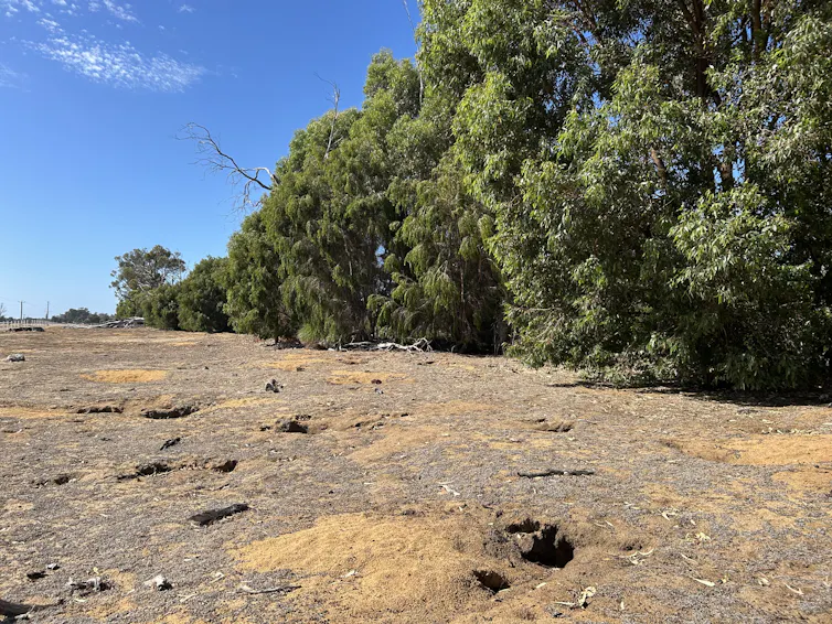 bare land covered in rabbit burrows, trees behind.