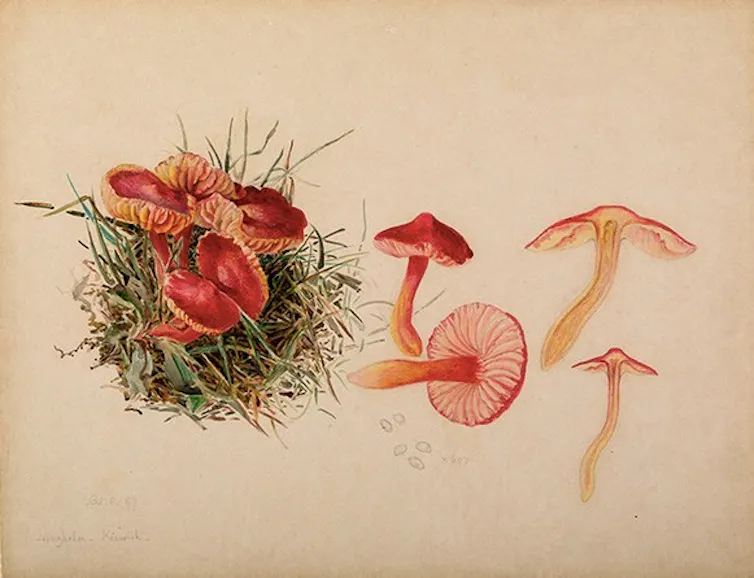 illustrations of pink red fungi