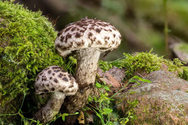 white and black fungus mushrooms on mossy rocks
