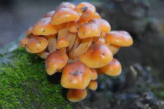 orange mushrooms on mossy log