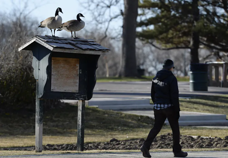 Two geese sit on top of a neighborhood messaging board as a pedestrian walks past them
