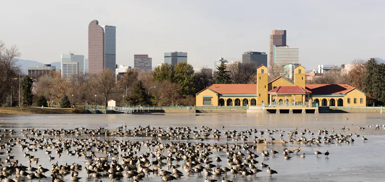 A crowd of geese stand in a lake located in front of a yellow building with a red-tile roof in a park in downtown Denver