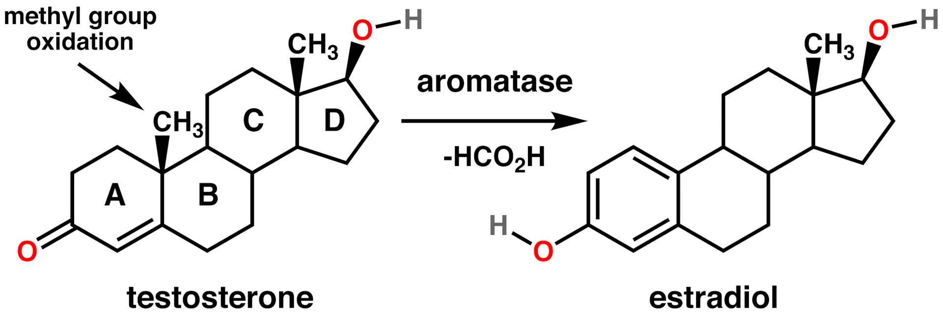 Chemical diagram of testosterone converting to estradiol via aromatase