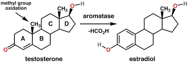 Chemical diagram of testosterone converting to estradiol via aromatase