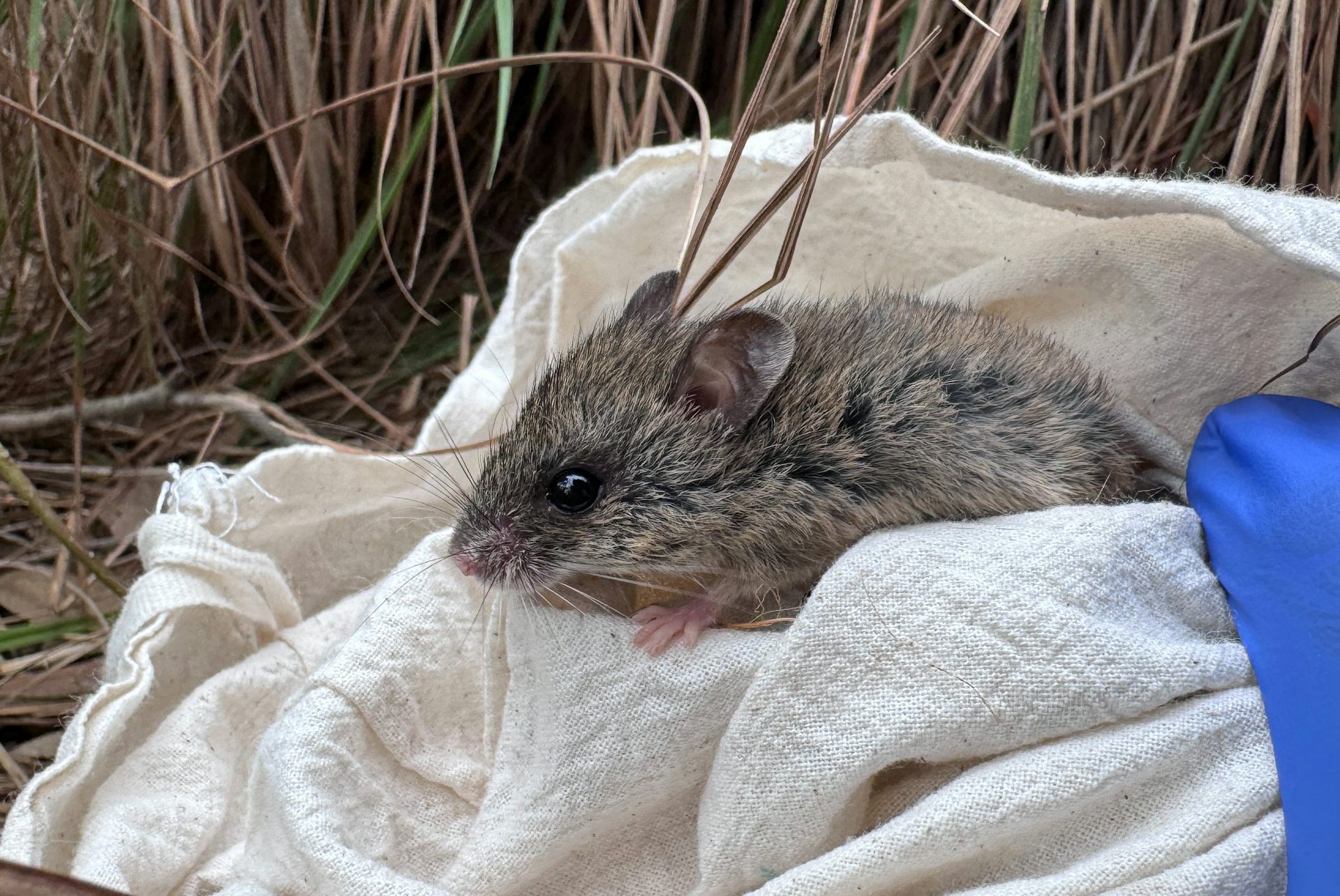 We set 10,000 traps in search of a rare native mouse. Here’s what we found