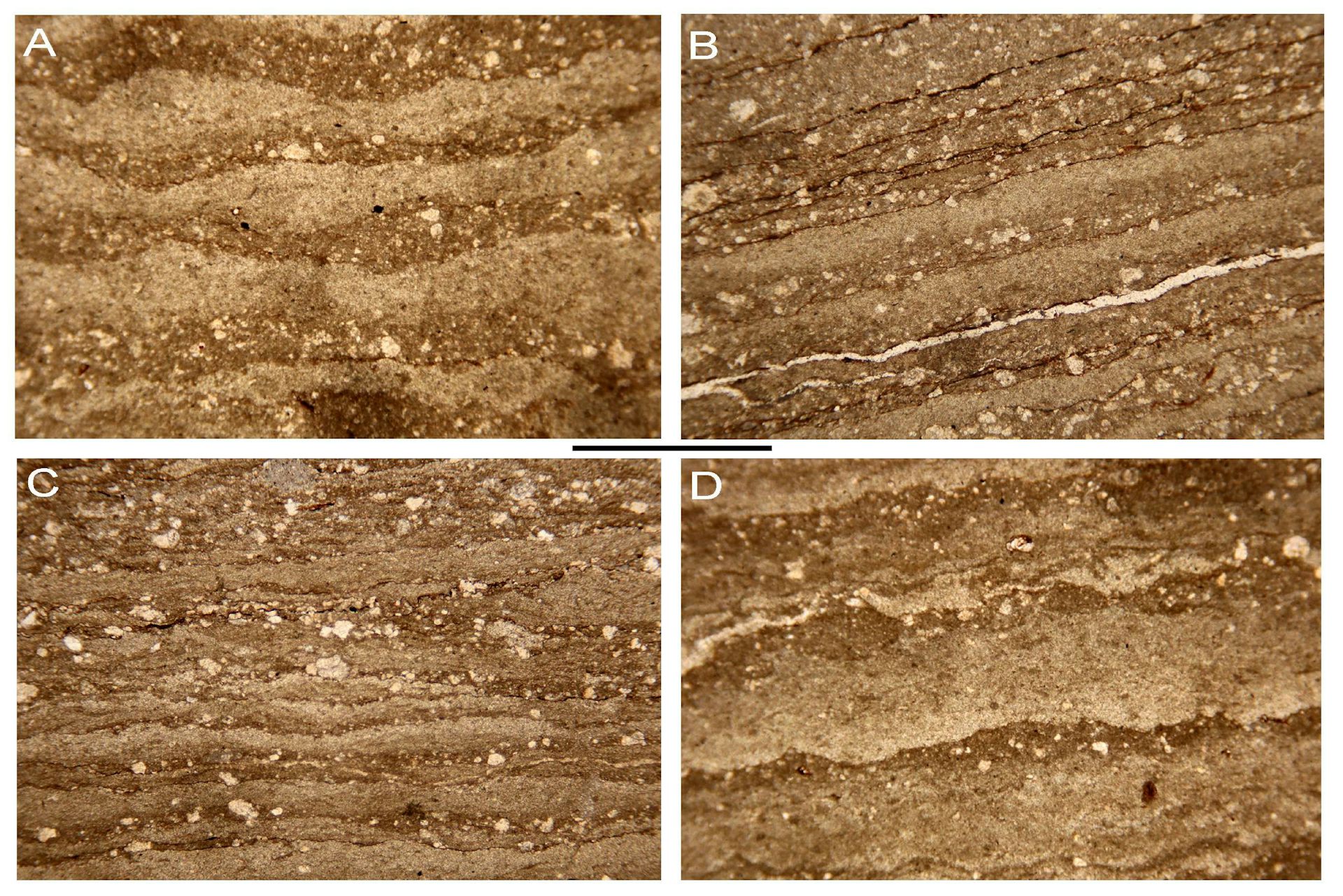 Four rectangles showing layers of carbonate mud and sediment