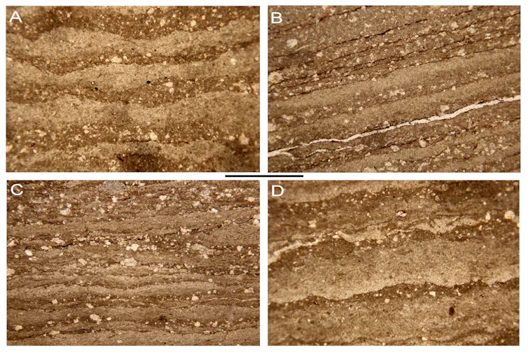 Four rectangles showing layers of carbonate mud and sediment