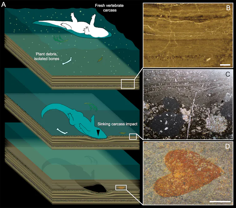 Diagram showing extinct crocodile gradually buried in tidal layers.
