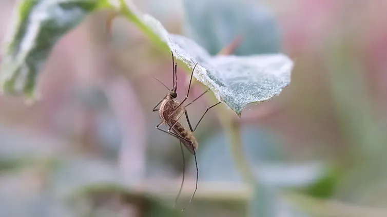 Un mosquito en una hoja
