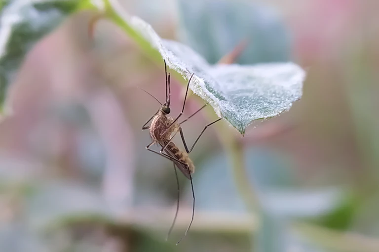 Un mosquito en una hoja