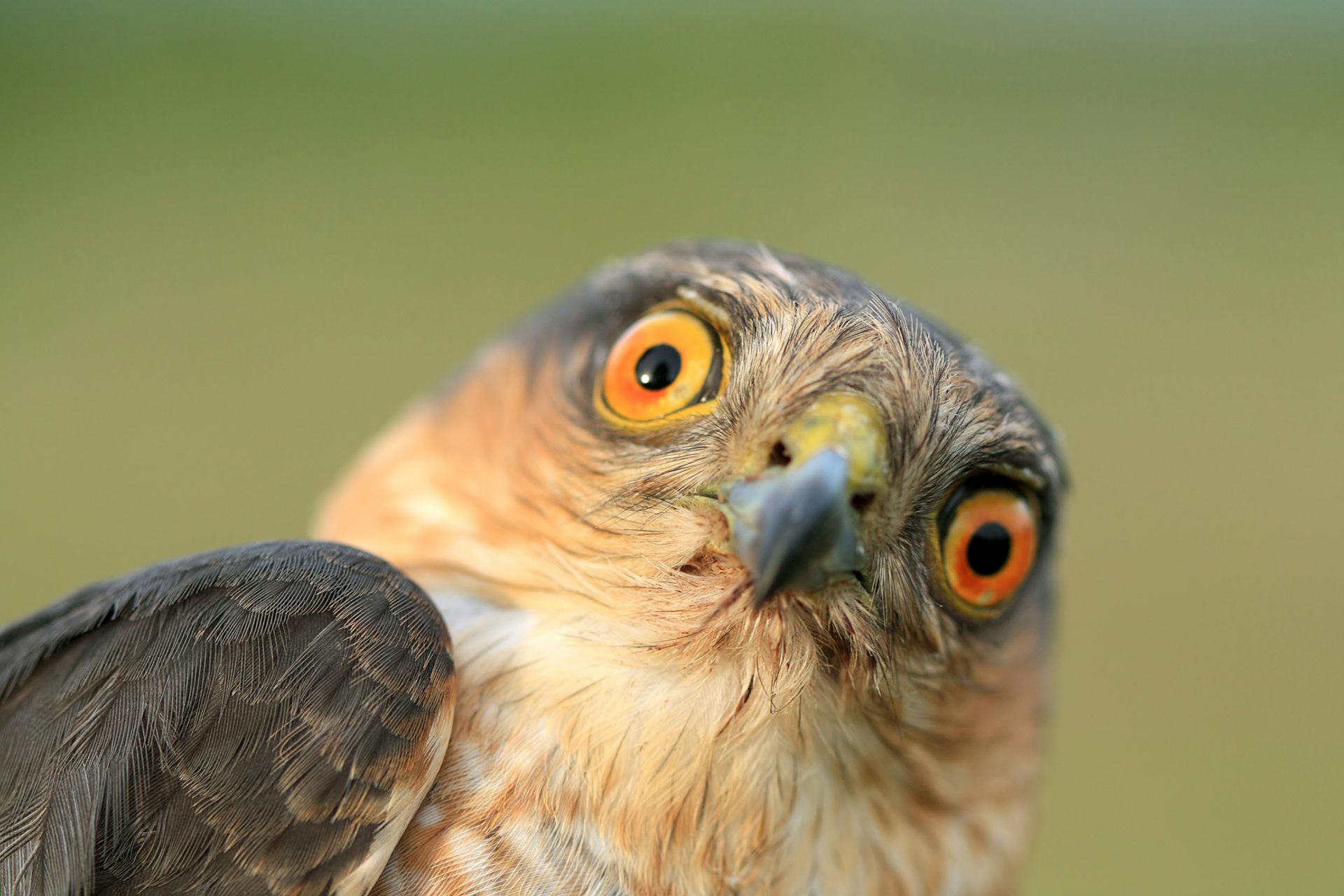 Portrait of a surprised looking sparrow hawk