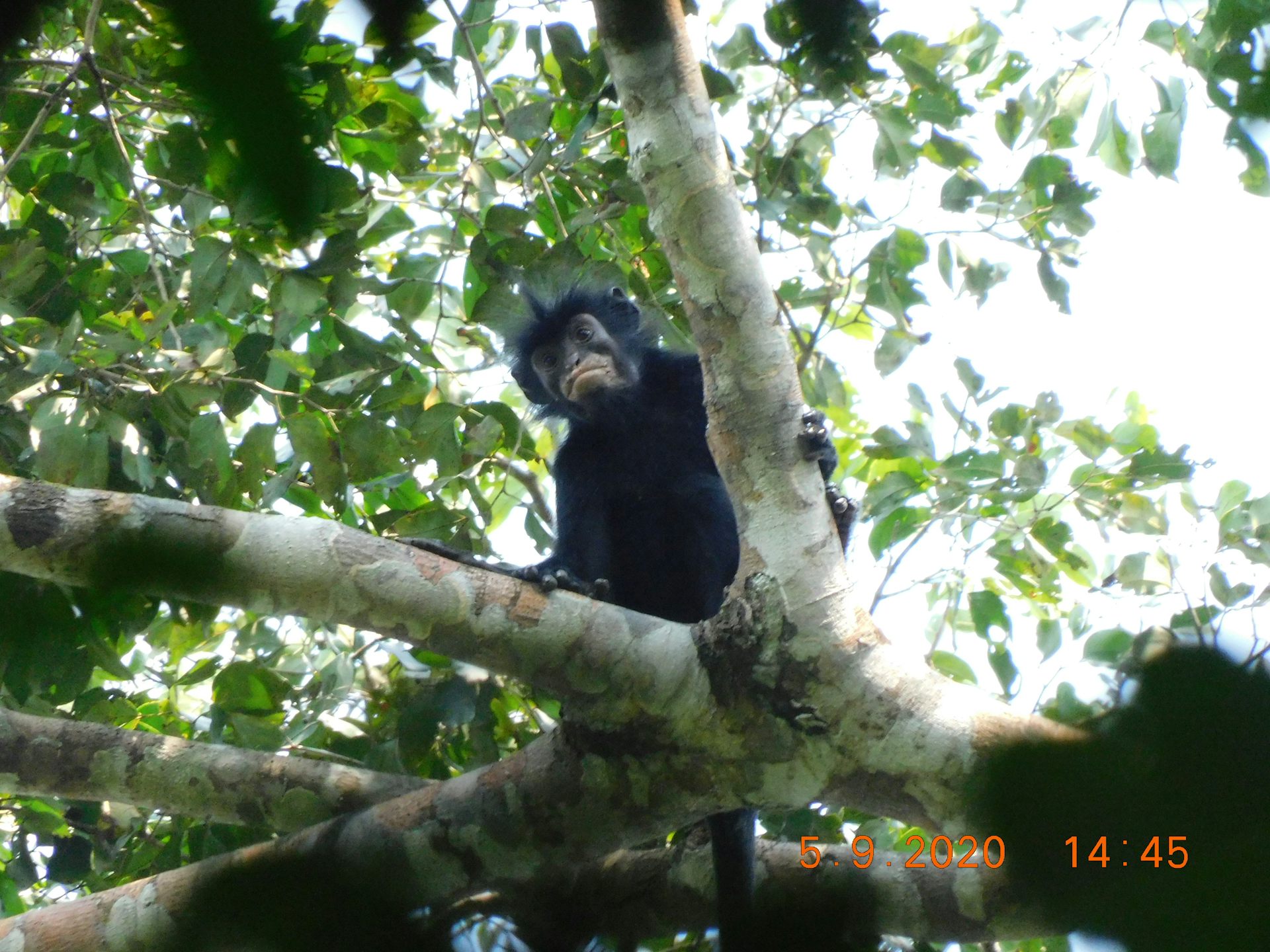 Meet Likweli – the newly named monkey that hints at Congo’s hidden secrets