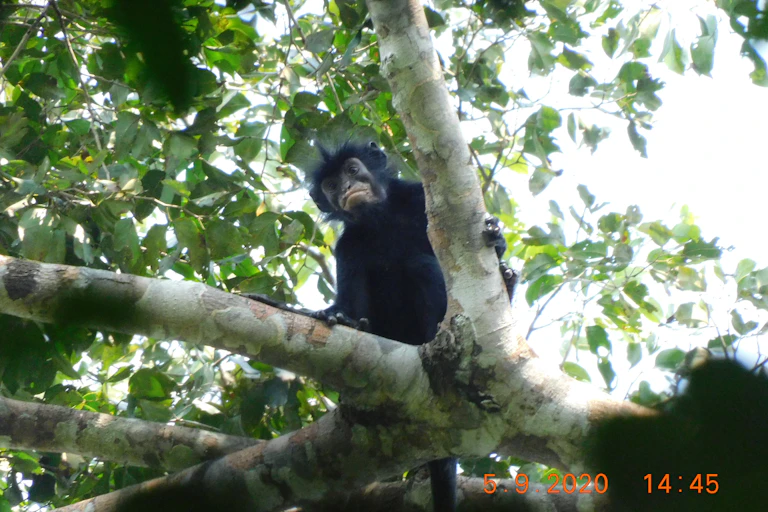 Black monkey perched in tree branch fork.