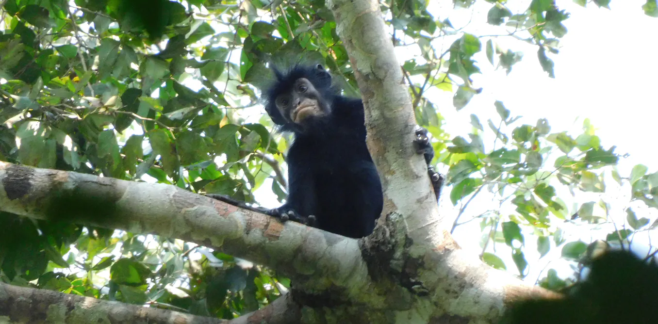 Meet Likweli – the newly named monkey that hints at Congo’s hidden secrets Meet Likweli – the newly named monkey that hints at Congo’s hidden secrets