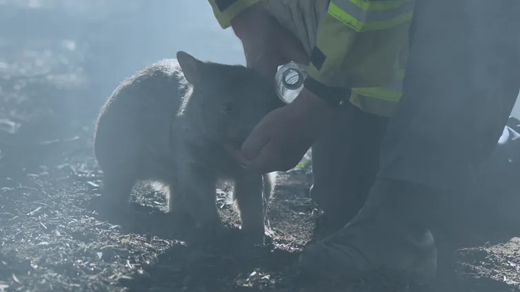 smoky woodland scene, firefighter kneeling next to baby wombat with plastic bottle of water to drink