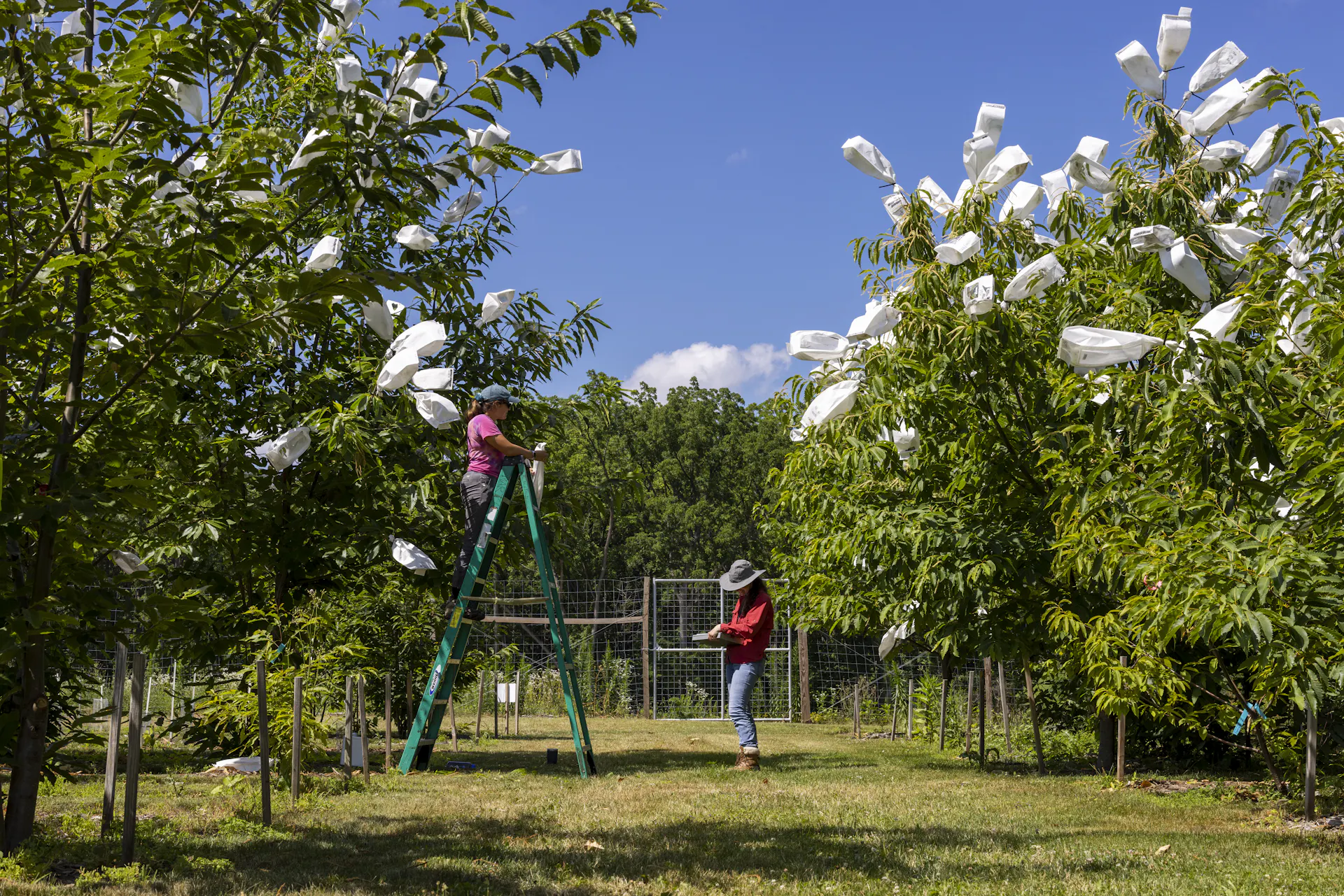 one person on a stepladder, another on the ground in what looks like an orchard with white bags on tips of some tree branches