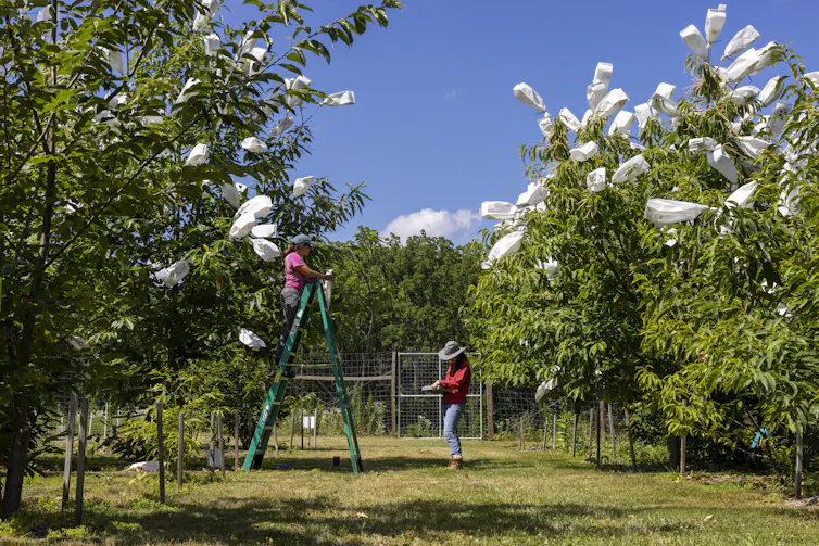 one person on a stepladder, another on the ground in what looks like an orchard with white bags on tips of some tree branches