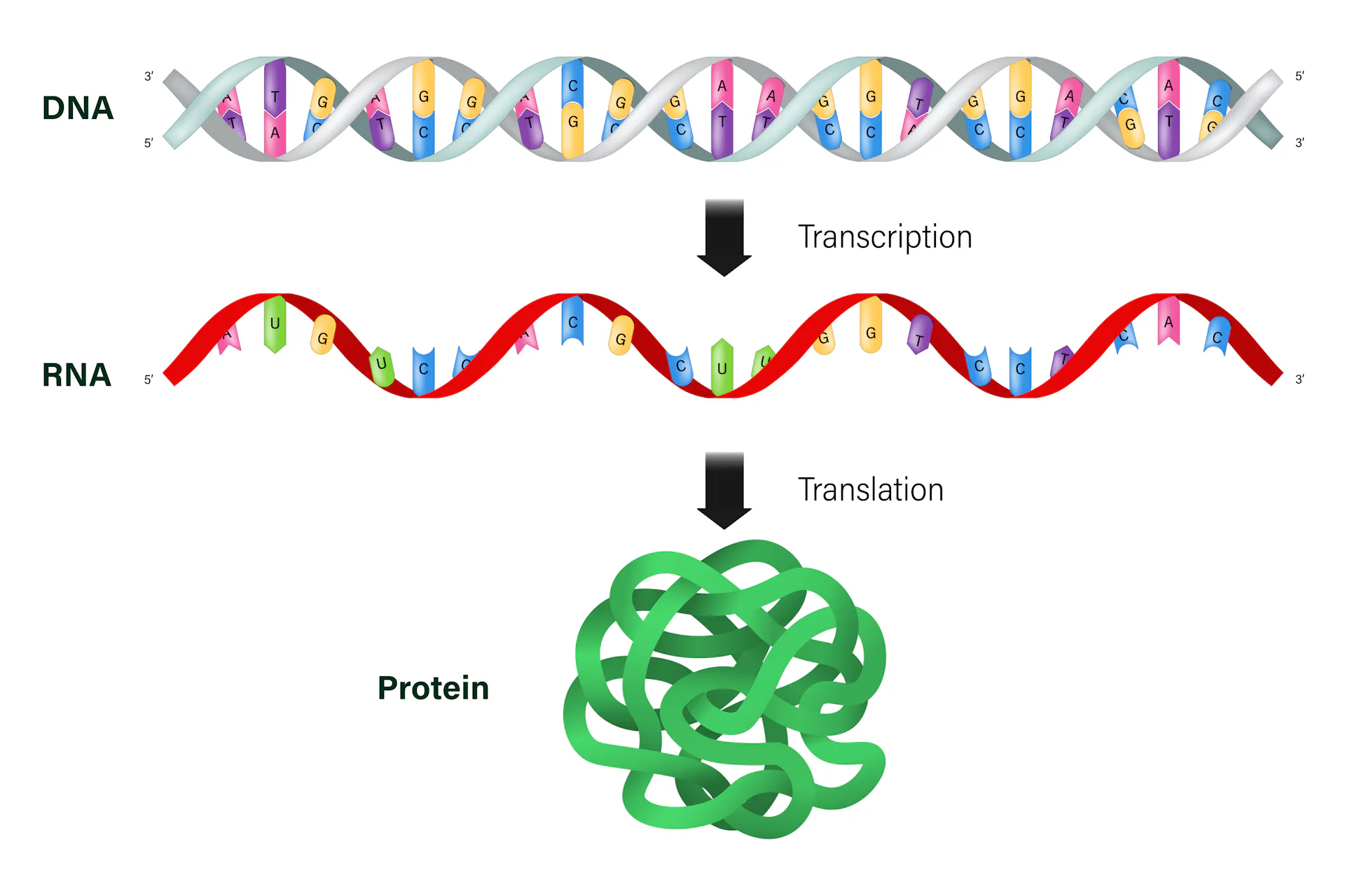 diagram showing double helix of DNA, single strand of RNA and a squiggly ball to stand for protein