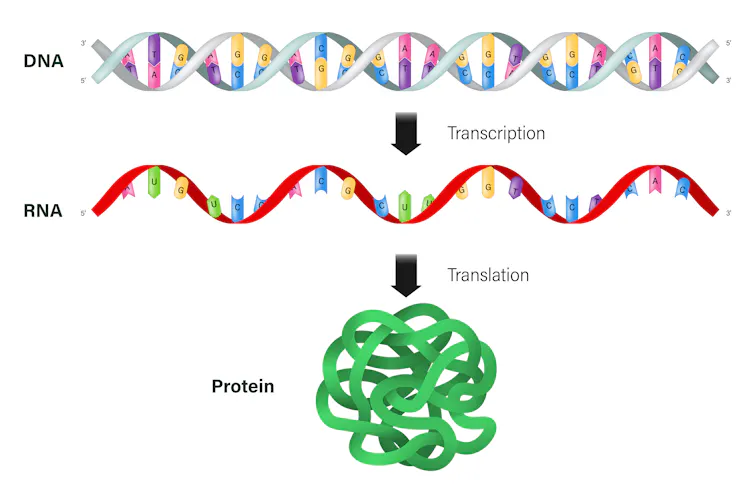 diagram showing double helix of DNA, single strand of RNA and a squiggly ball to stand for protein
