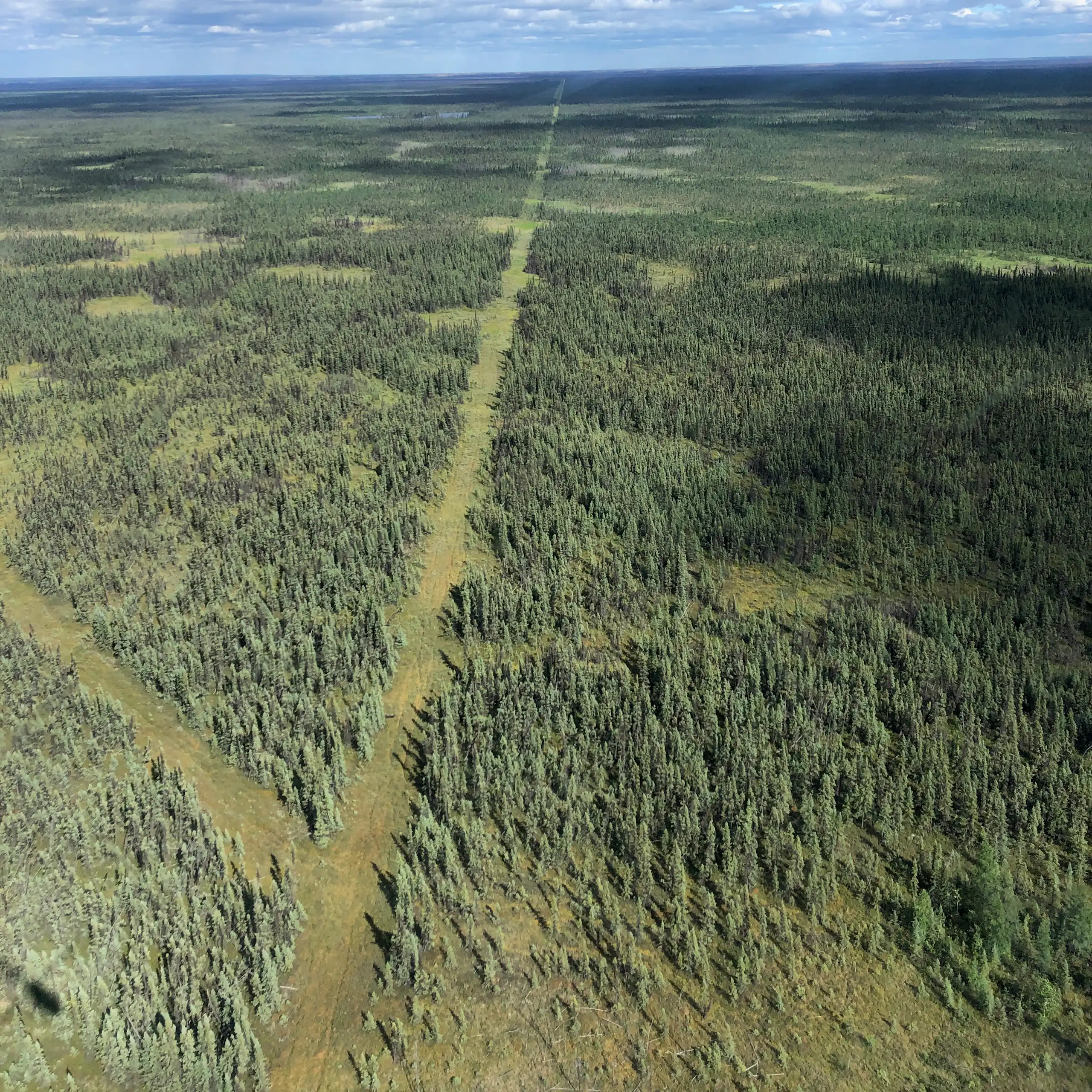 Une longue bande rectiligne de terrain déboisé s'étend à travers la forêt