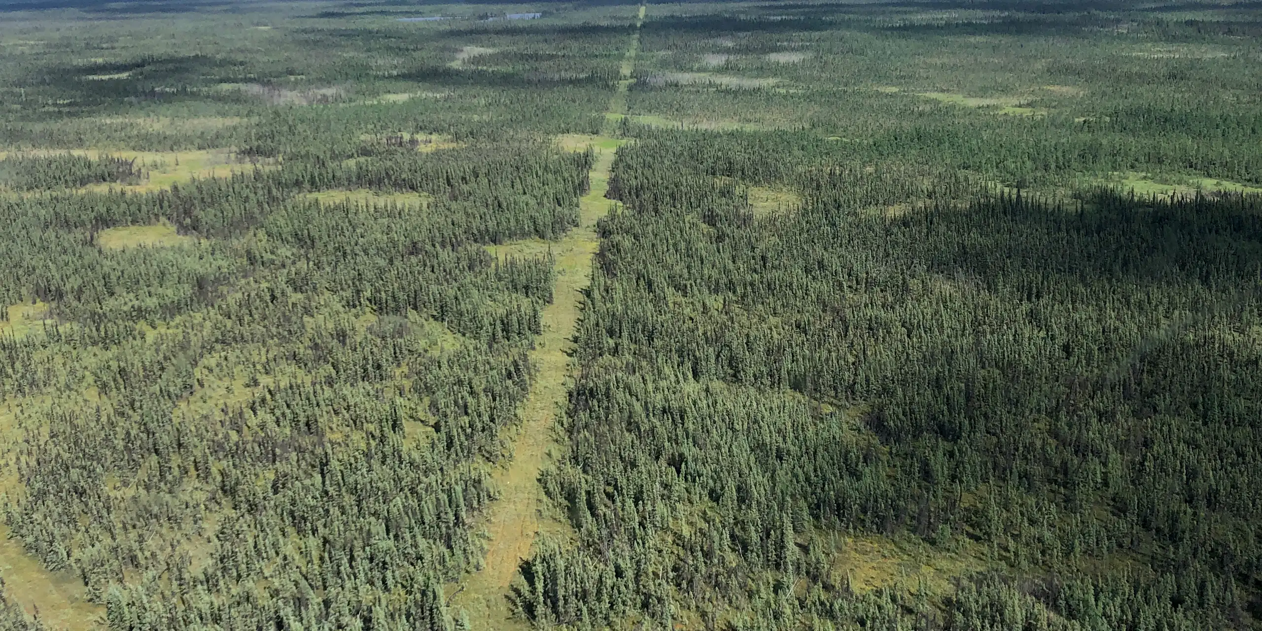 Une longue bande rectiligne de terrain déboisé s'étend à travers la forêt