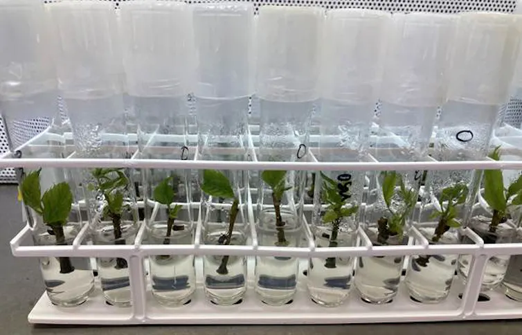 little plants grow in clear tubes in a rack