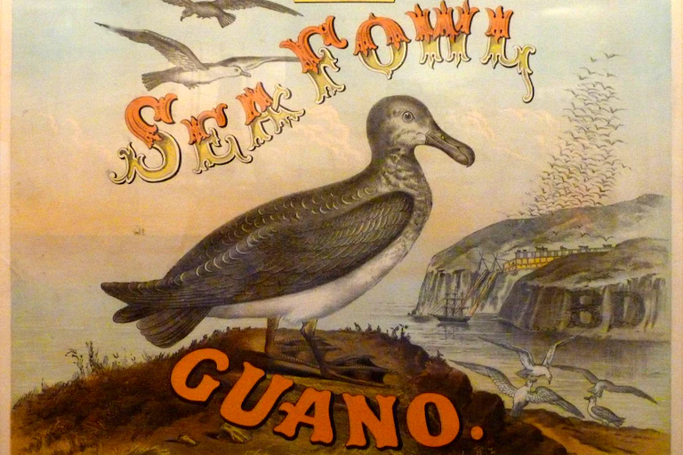 A drawing of a seabird perched on a mound, with other birds in the air and a large island in the background.