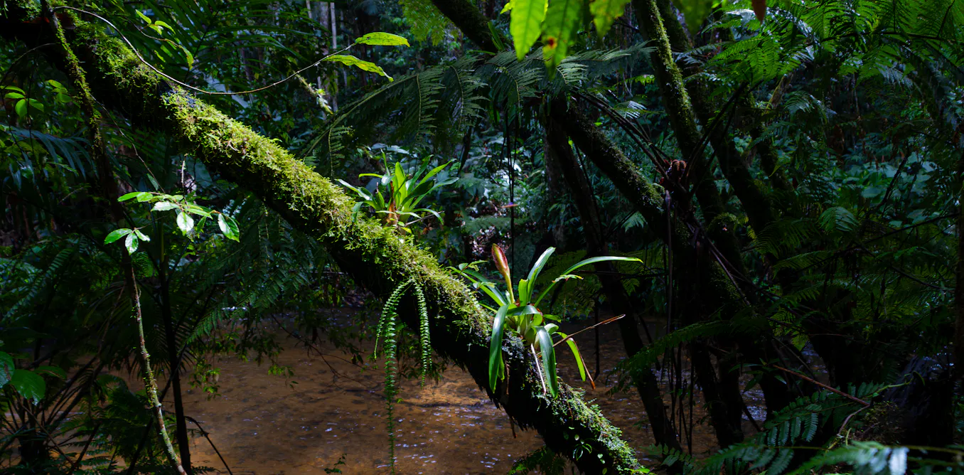 Impact of climate change may be equivalent to 3.3 million years of transformations in tropical vegetation Impact of climate change may be equivalent to 3.3 million years of transformations in tropical vegetation