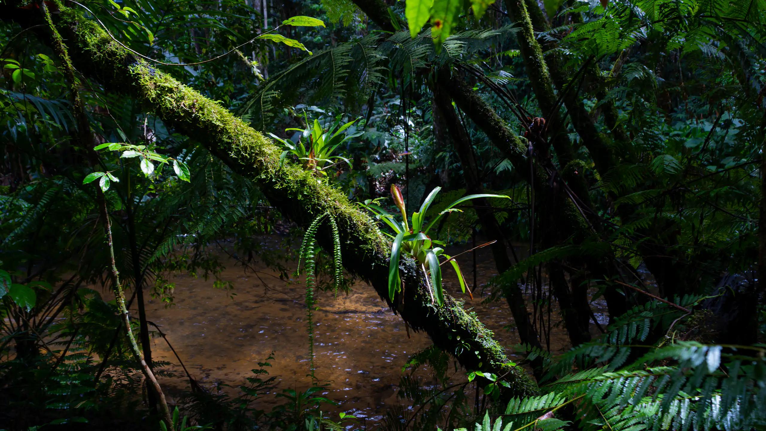 The image shows a tropical forest
