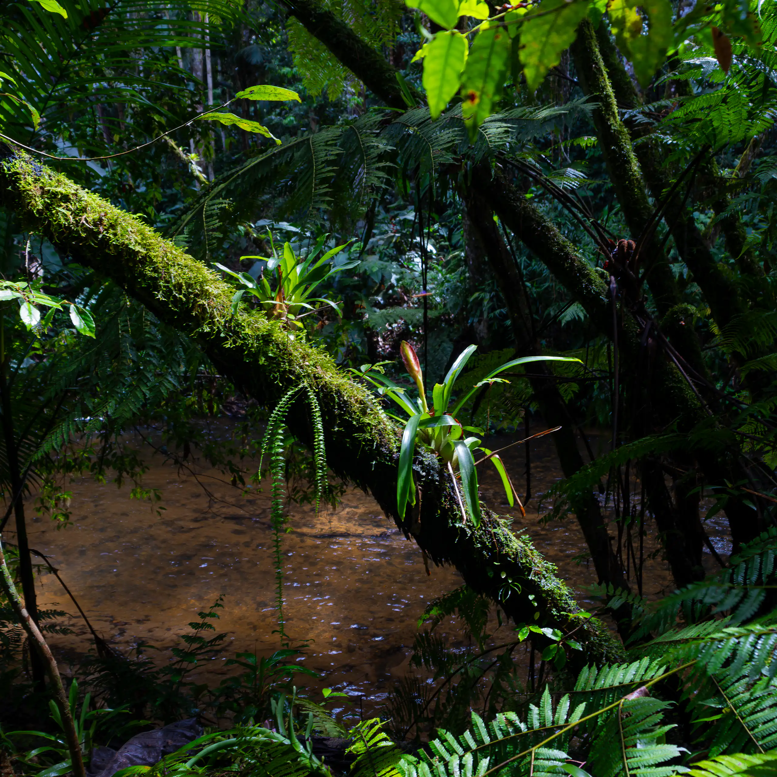 The image shows a tropical forest