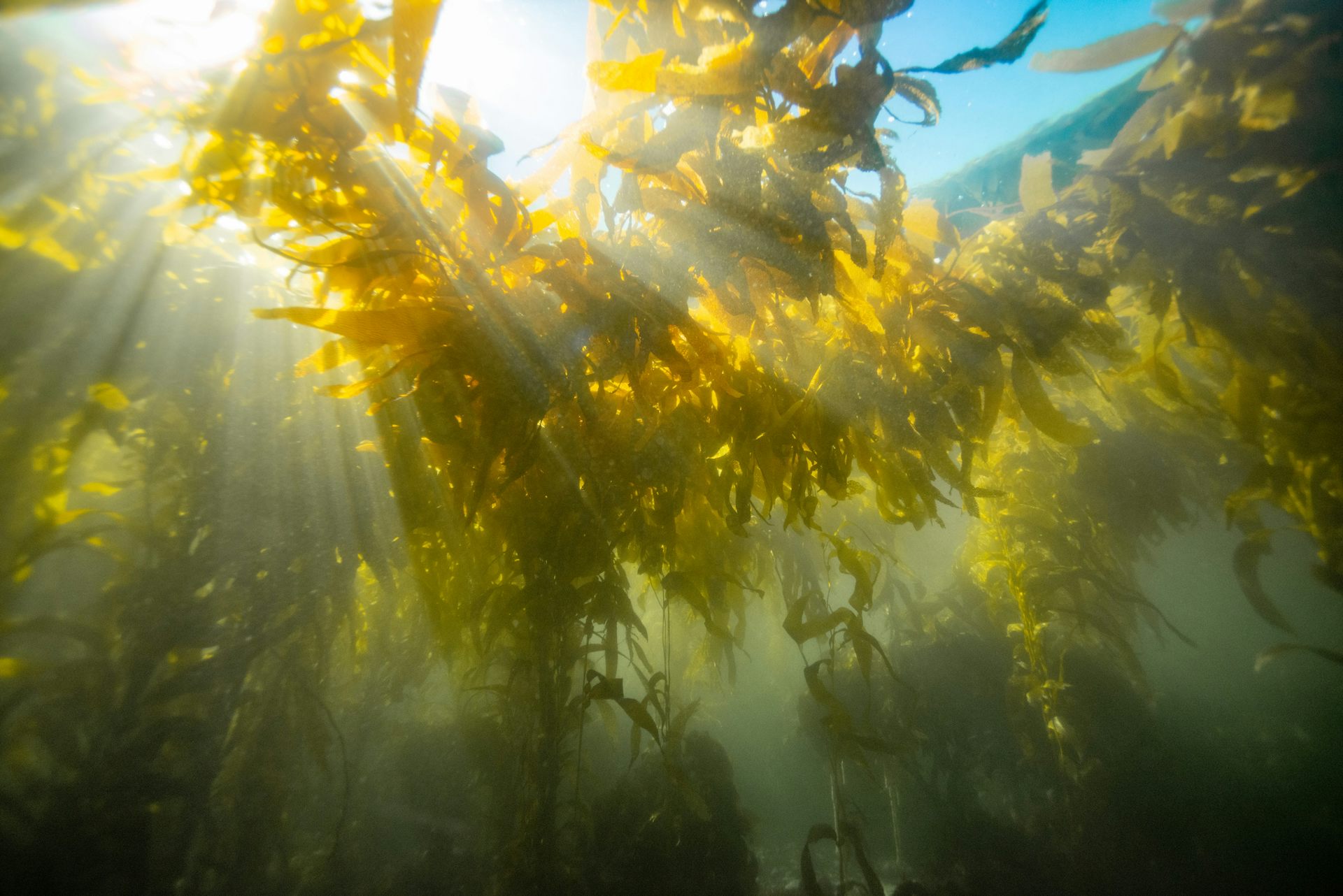 Friday essay: can rewilding offer us a brighter, greener future?