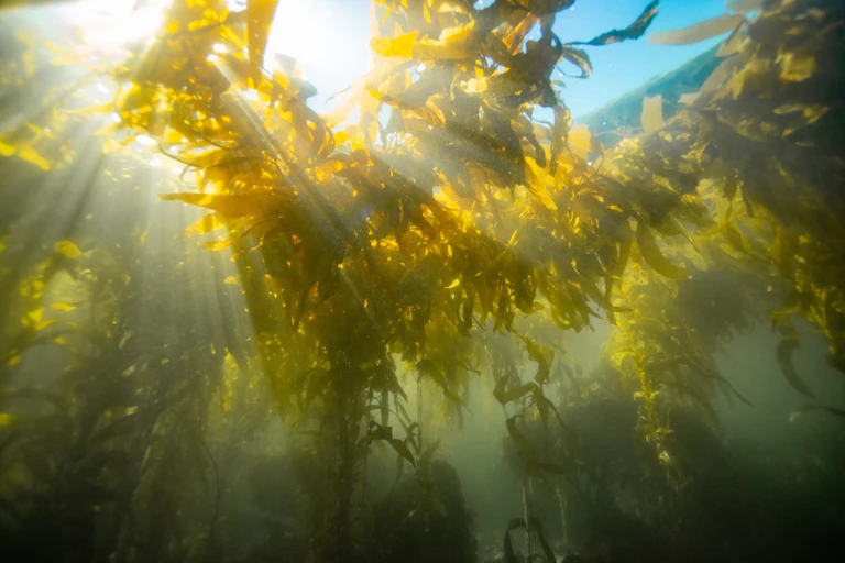 Underwater view of sunlight filtering through kelp