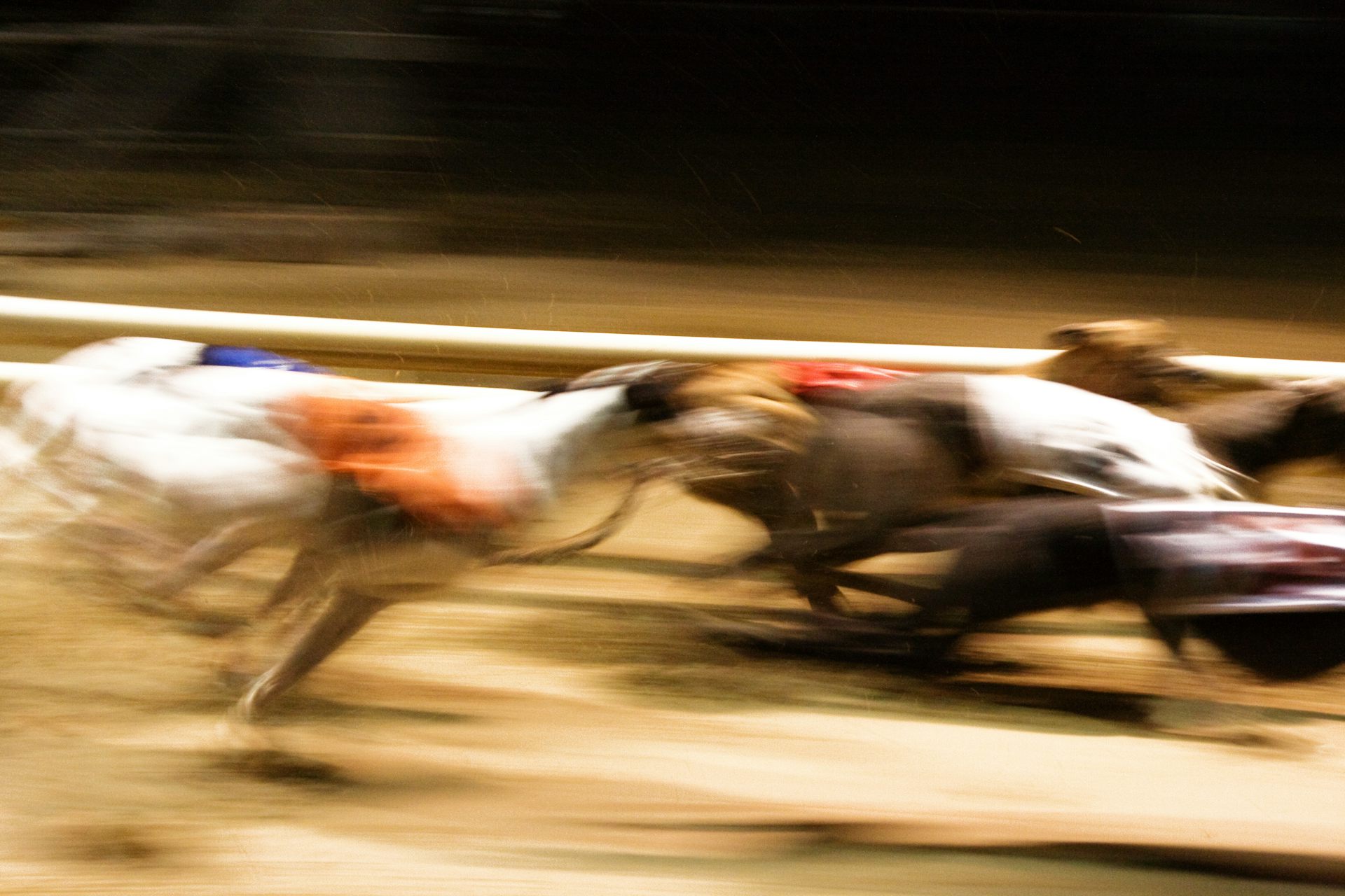 Greyhound racing just turned 100, and says its dogs are fine. But are they?