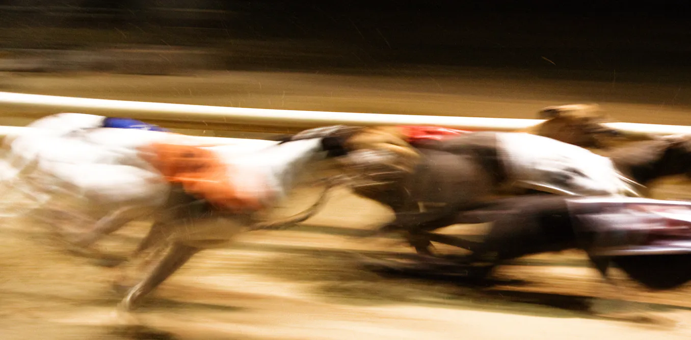Greyhound racing just turned 100, and says its dogs are fine. But are they? Greyhound racing just turned 100, and says its dogs are fine. But are they?