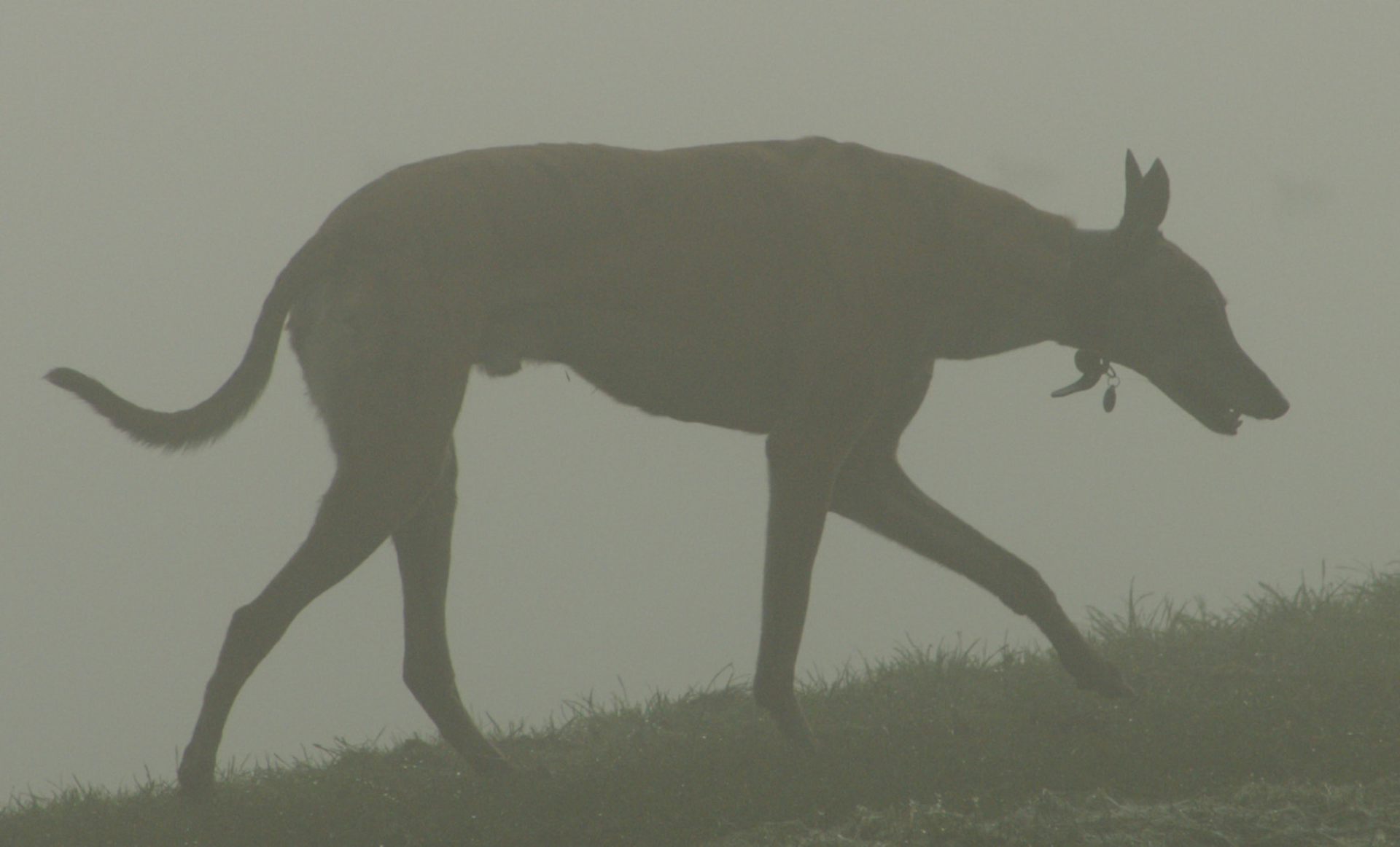 A greyhound's silhouette is visible as it walks up a hill in the mist.