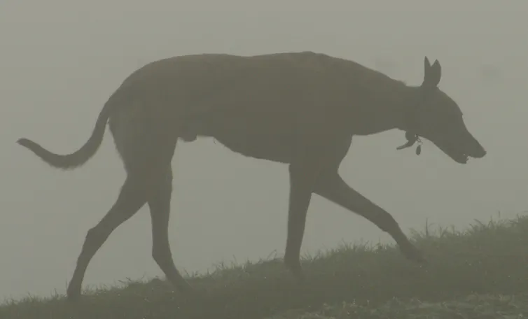 A greyhound's silhouette is visible as it walks up a hill in the mist.