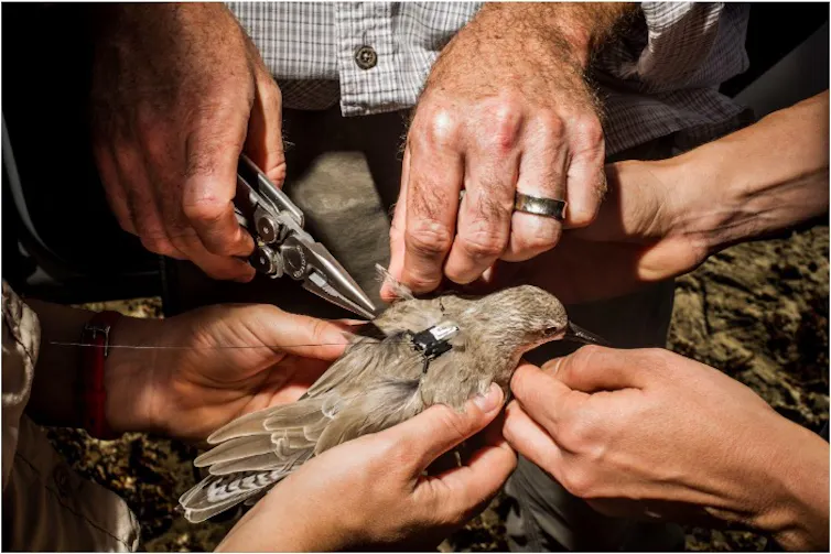 Hands attached a tiny backpack to a bird.