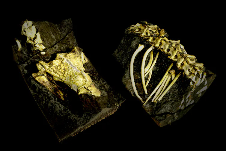 An image of a skull, vertebrae and ribs illuminated against a black background.