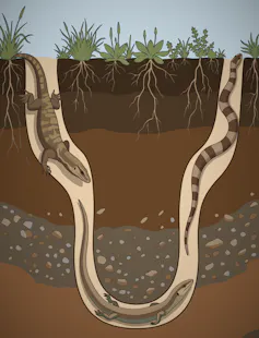A diagram of a lizard burrowing underground and transitioning into a snake.