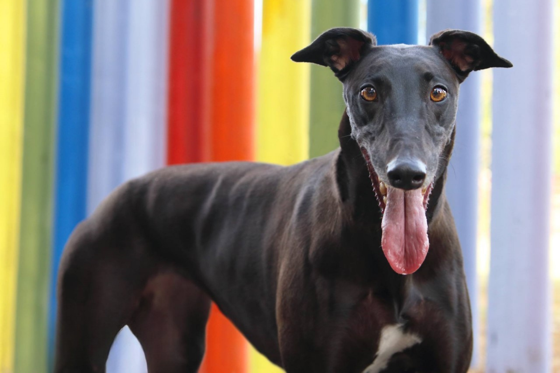 An adult black greyhound stands in front of a rainbow striped wall in the background. Her mouth is open with tongue hanging relaxed. Her ears are erect.