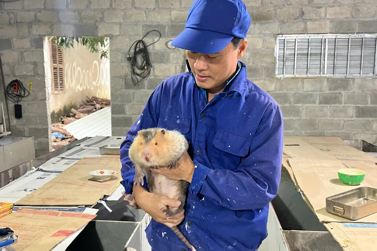 Peternak tikus bambu di Vietnam.