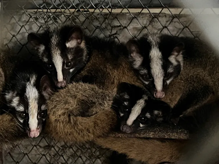 Peternakan musang di Vietnam.