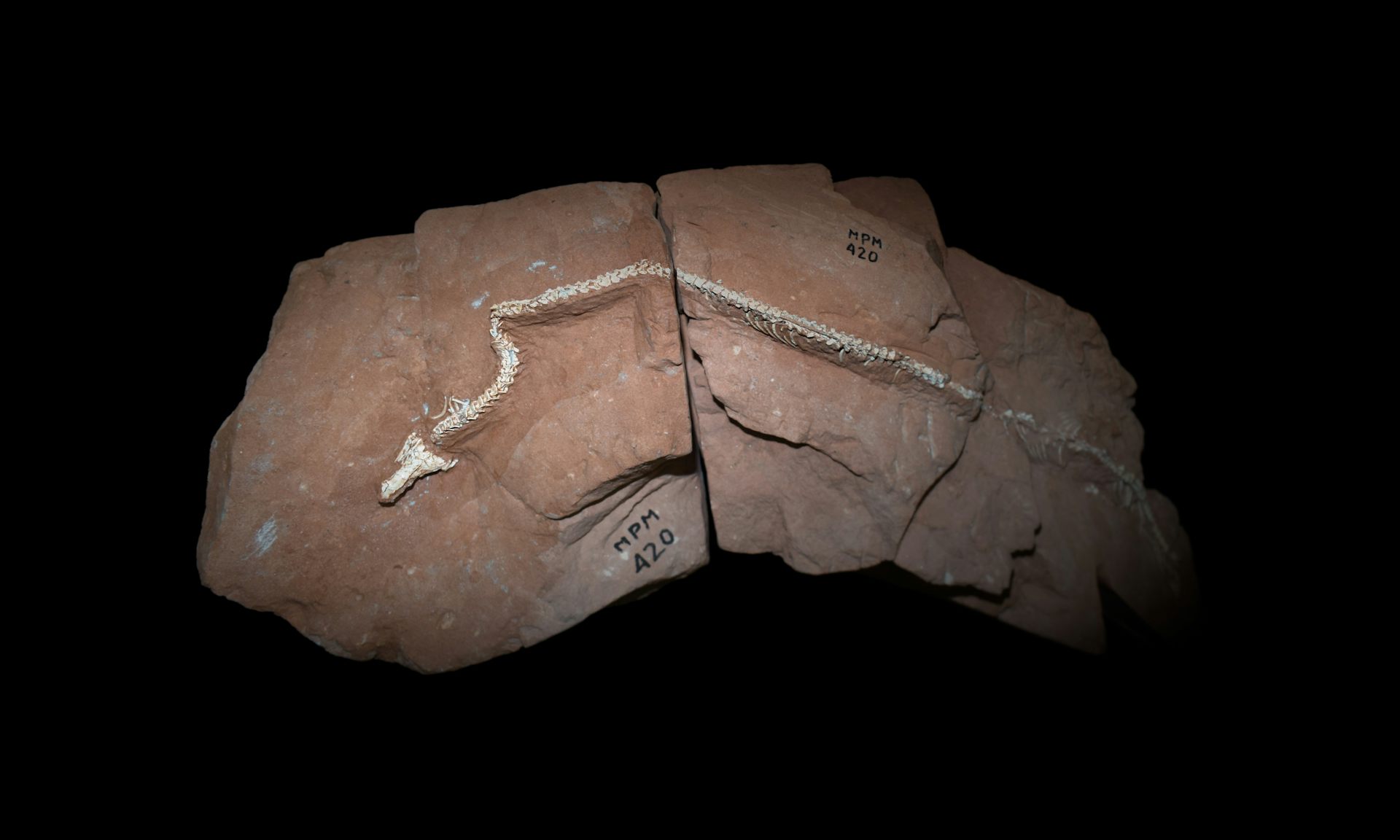 80-million-year-old snake fossil sheds light on why lizards lost their limbs and started slithering