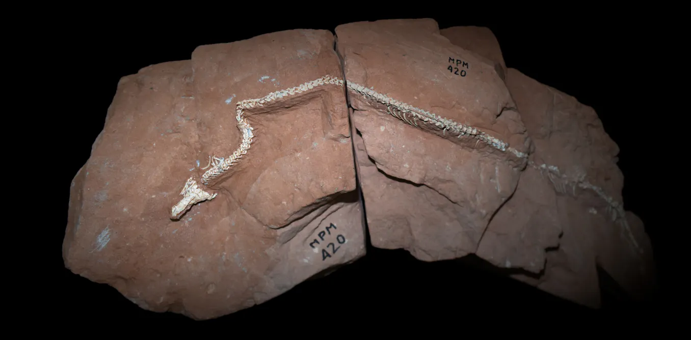 80-million-year-old snake fossil sheds light on why lizards lost their limbs and started slithering