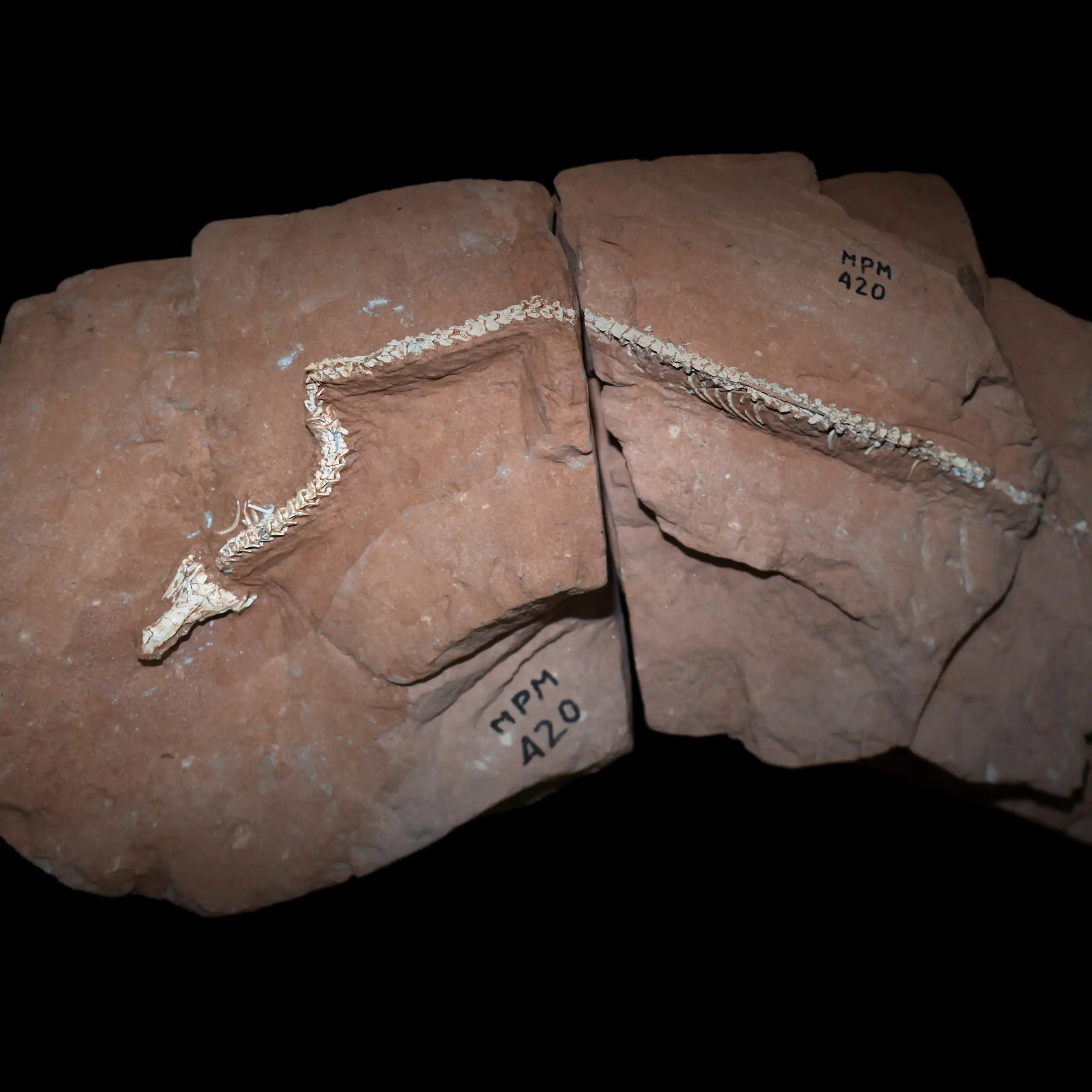 A snake skeleton embedded in a brown rock.
