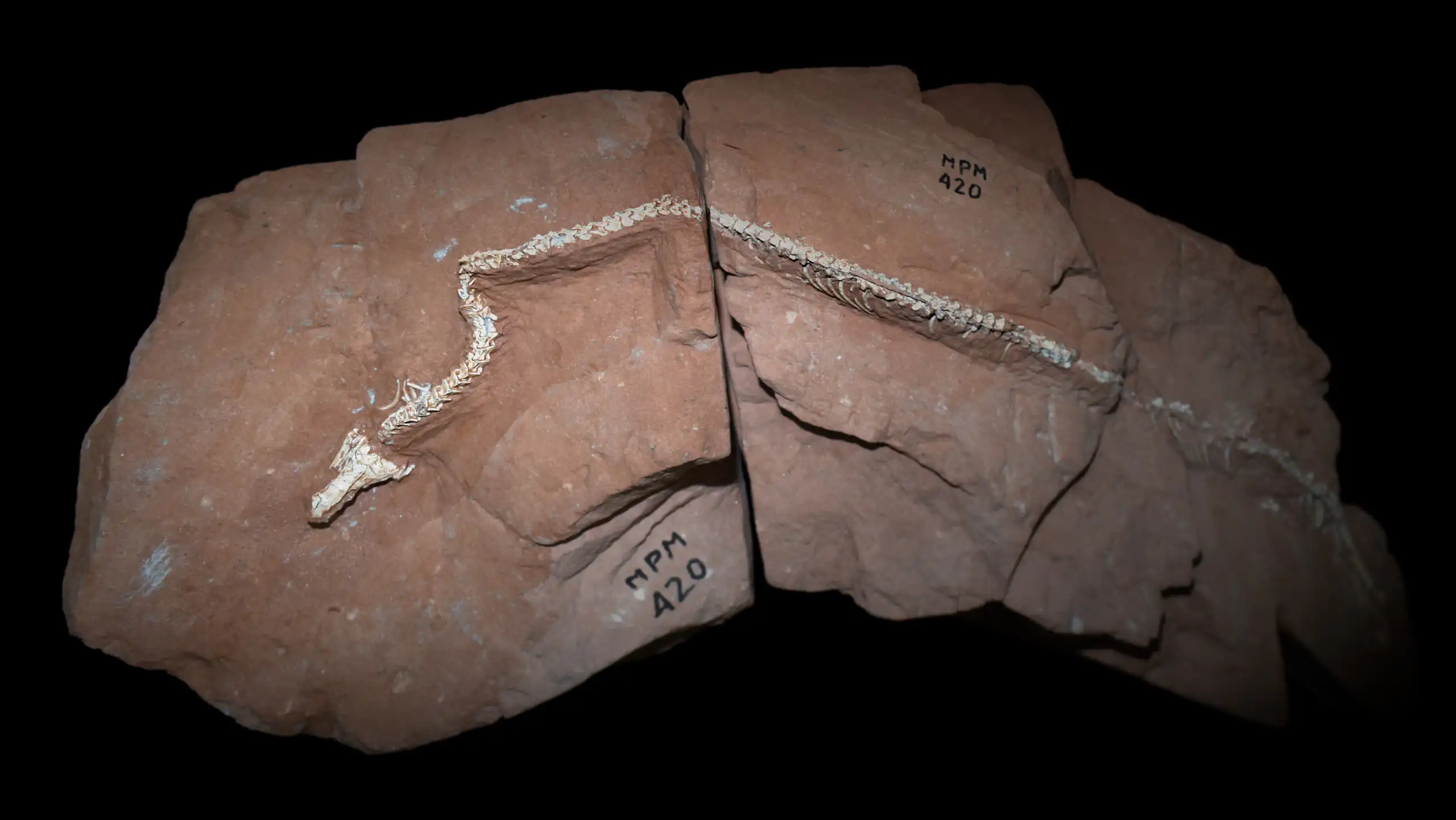 A snake skeleton embedded in a brown rock.